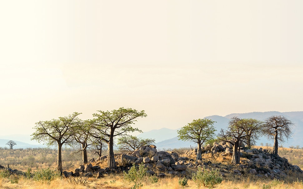 Safari in South Tanzania at the spectacular Jabali Ridge lodge