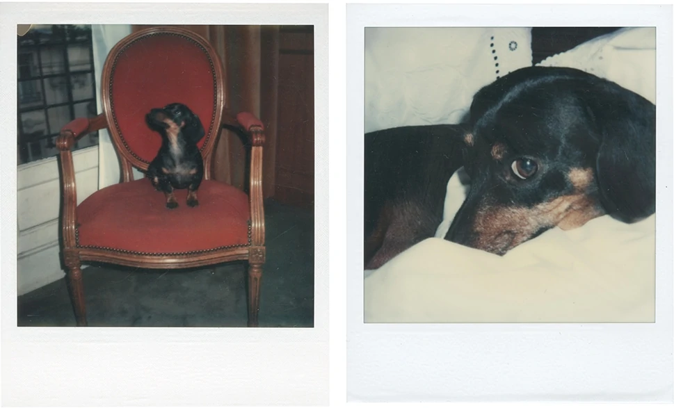 Photographs of Warhol's beloved Dachshunds, Archie and Amos