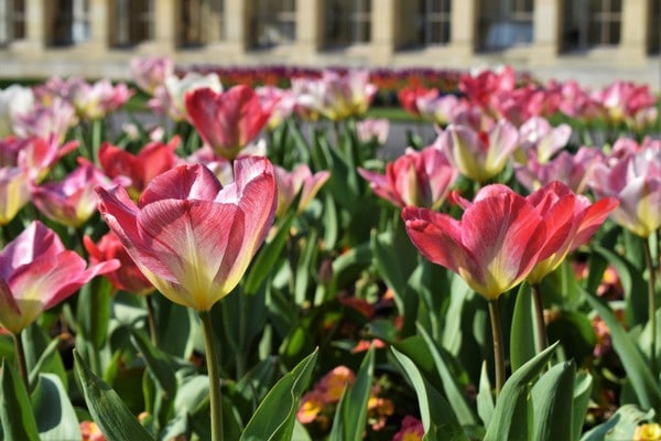 Pink tulips on display at Kew Gardens