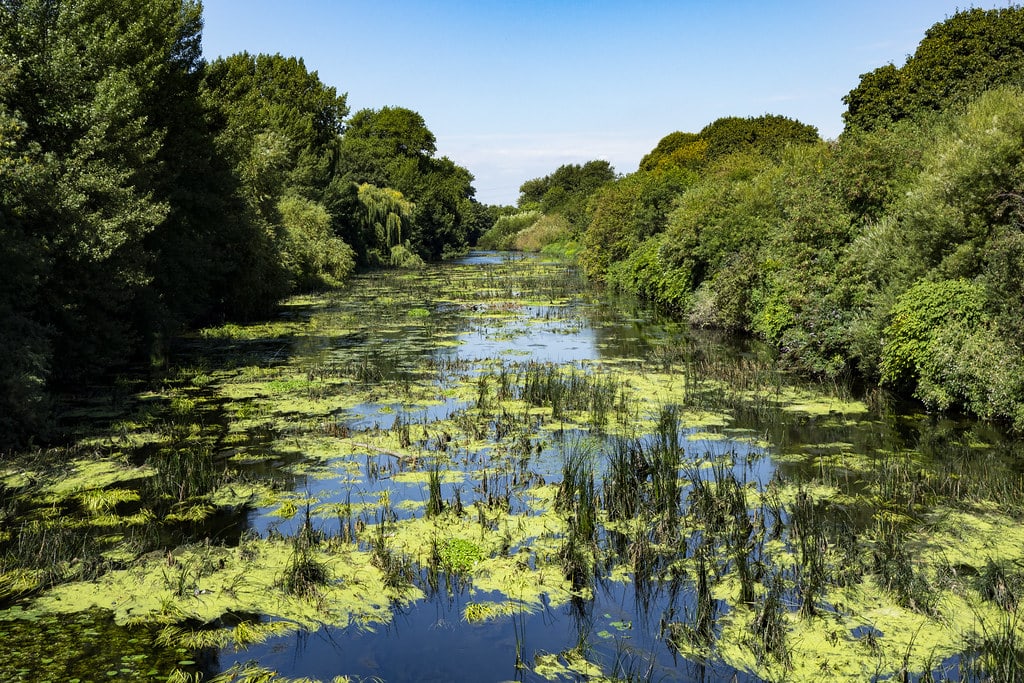 The Best Walks in London for Reconnecting with Nature