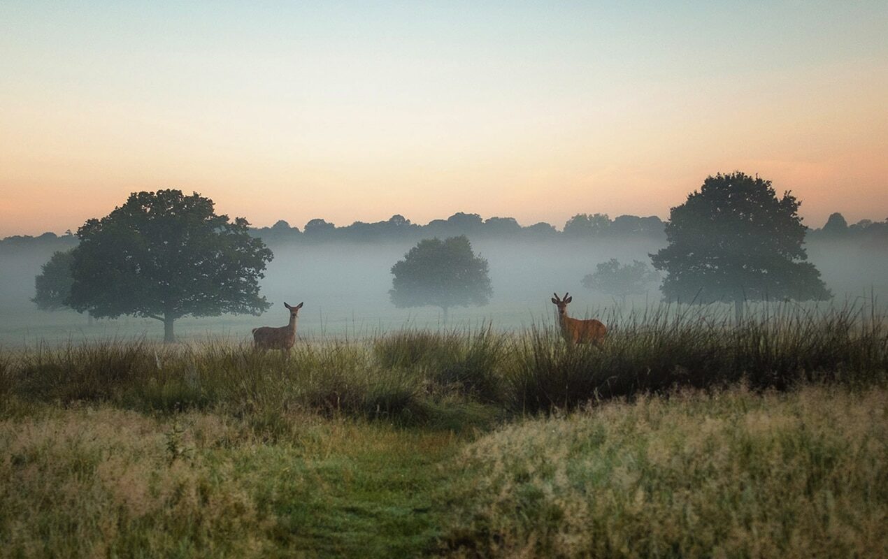 The Best Walks In London For Reconnecting With Nature