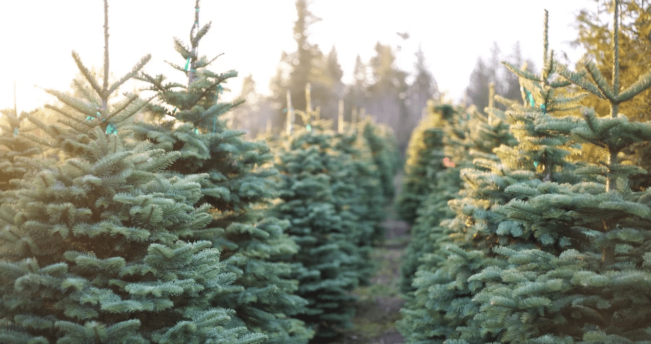 Pick Up An Ethical Festive Fir From One Of These Five Sustainable And Ethical Christmas Tree Sellers In London