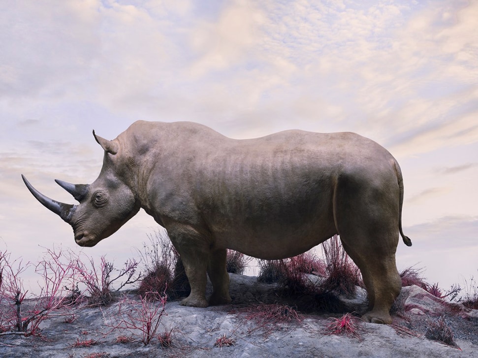 The 7 eco art exhibitions in London that are shining a light on the climate change crisis Eremozoic Rhino