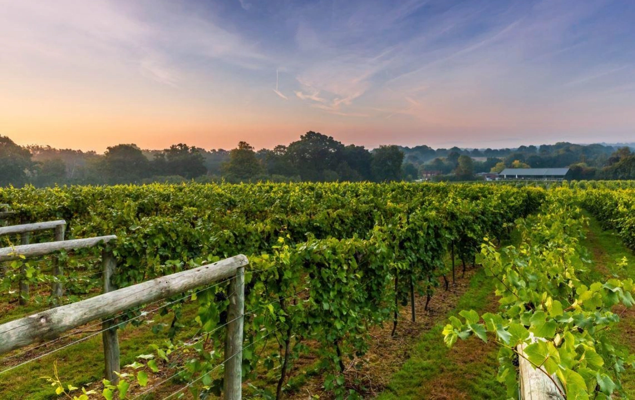 UK vineyards: 17 of the best to visit this summer