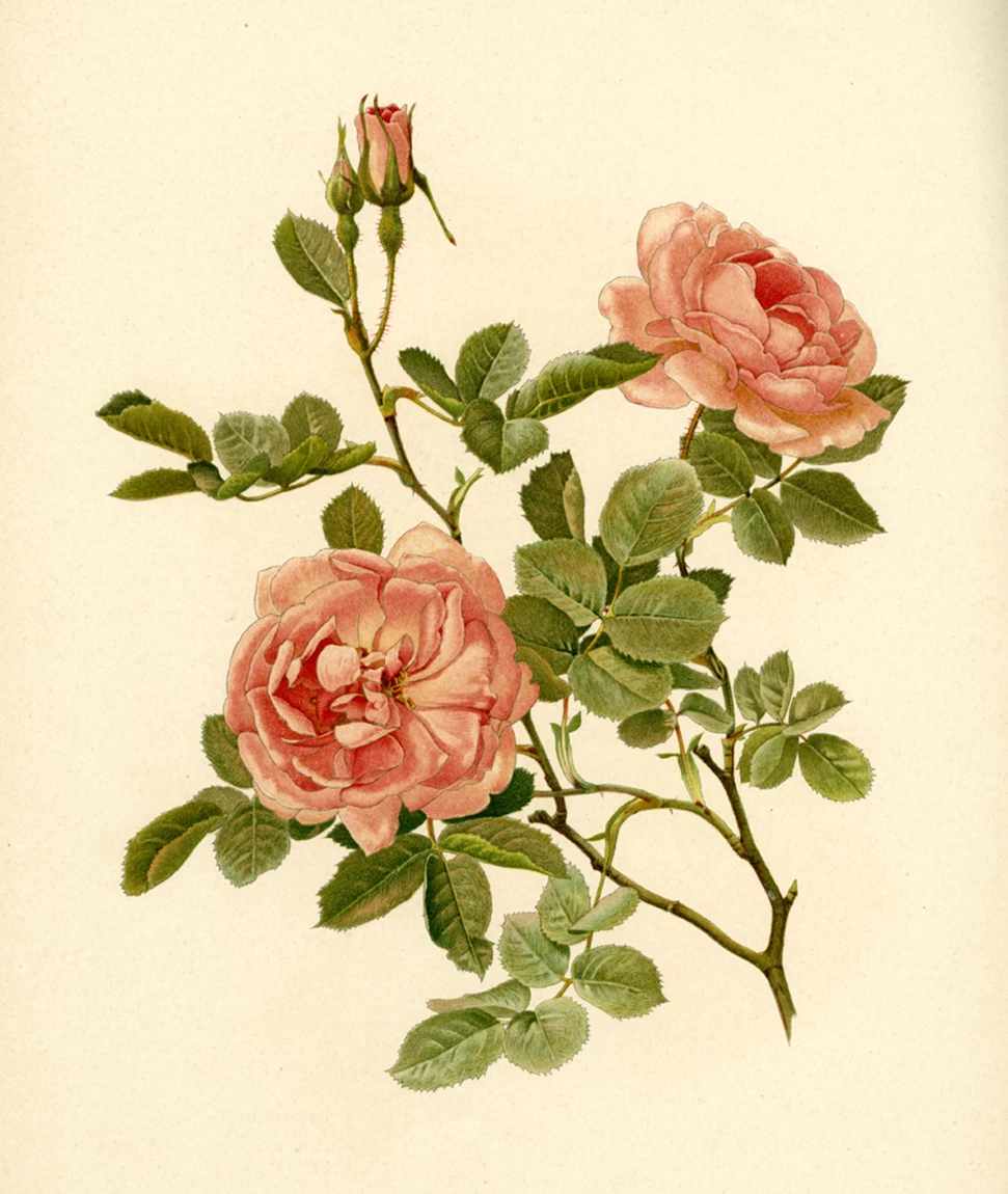 <em>Wild and Cultivated: Fashioning The Rose</em> celebrates fashion’s love affair with roses Genus Rosa Ellen Willmott R Alba var Rubicunda PtXXI 26 6 12