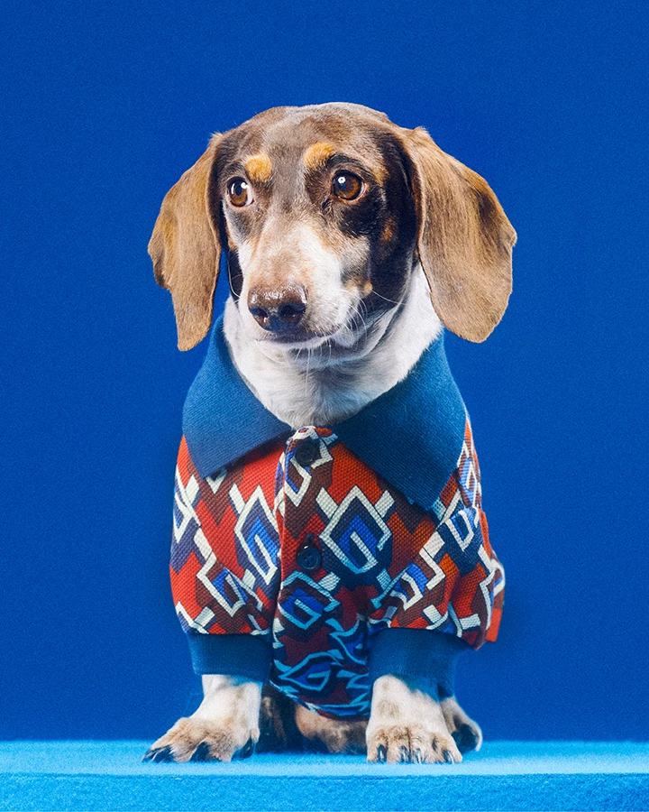 Gucci Pet Collection: The Fashion House Debuts Accessories For Furry Friends