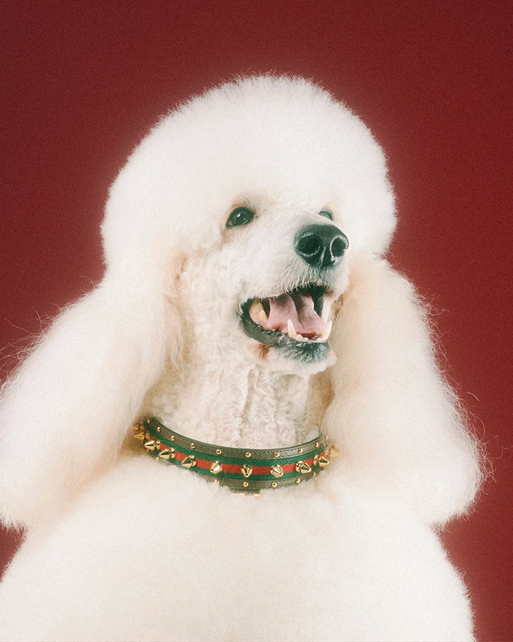 Gucci Pet Collection: The Fashion House Debuts Accessories For Furry Friends