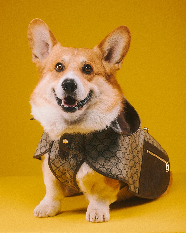 Gucci Pet Collection: Gucci Has Debuted Its First Pet Line