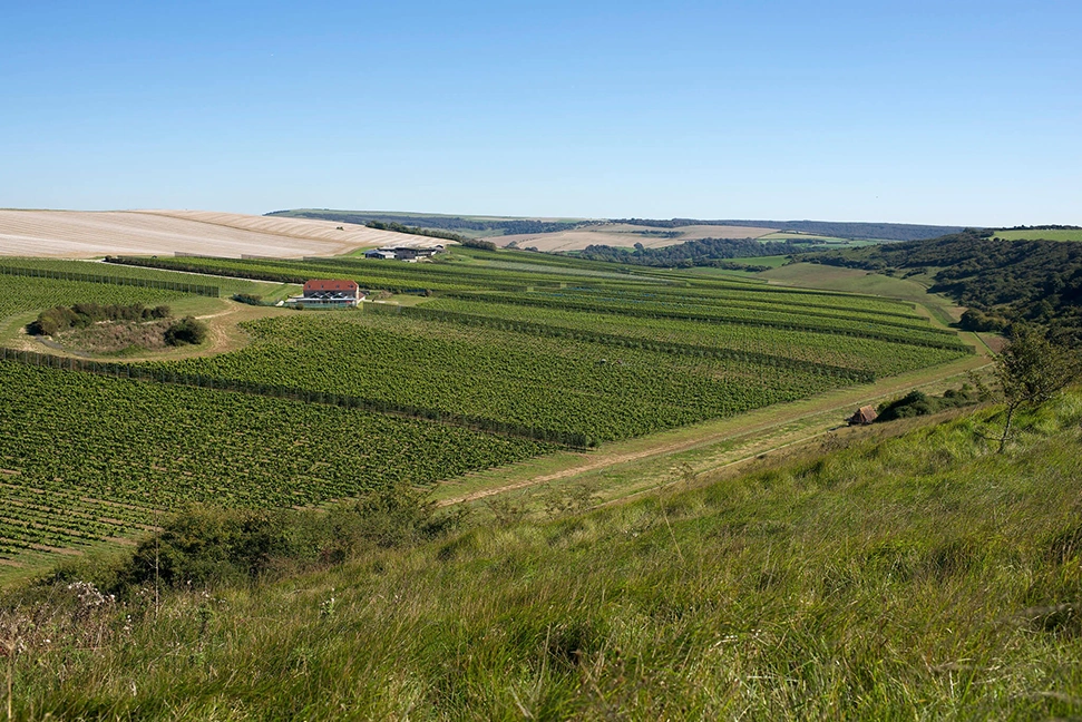 Uk Vineyards: 17 Of The Best To Visit This Summer